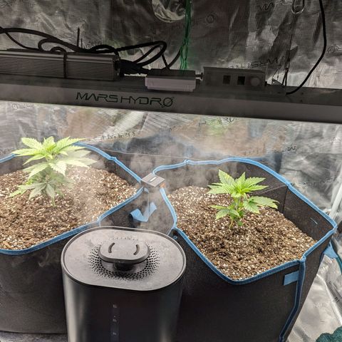 Grow-1-2023/2024-Indoor-Winter growlog timeline photo