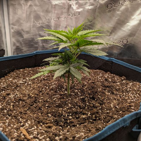 Grow-1-2023/2024-Indoor-Winter growlog timeline photo