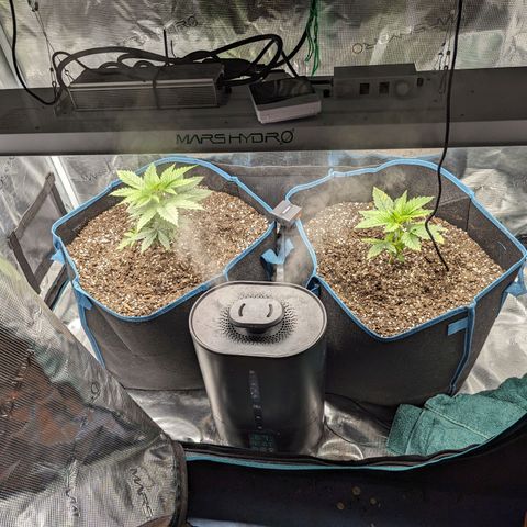 Grow-1-2023/2024-Indoor-Winter growlog timeline photo