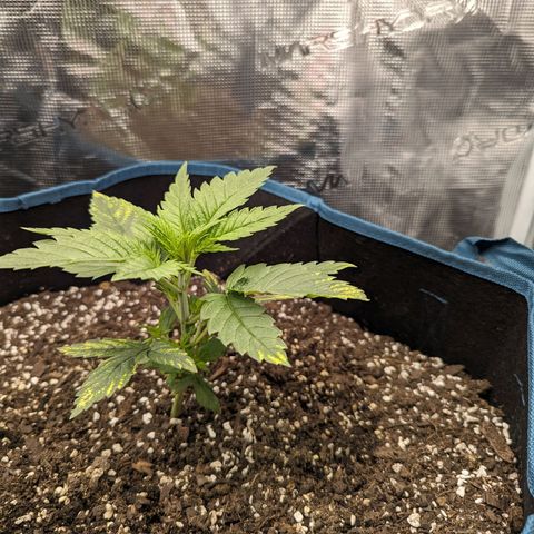 Grow-1-2023/2024-Indoor-Winter growlog timeline photo