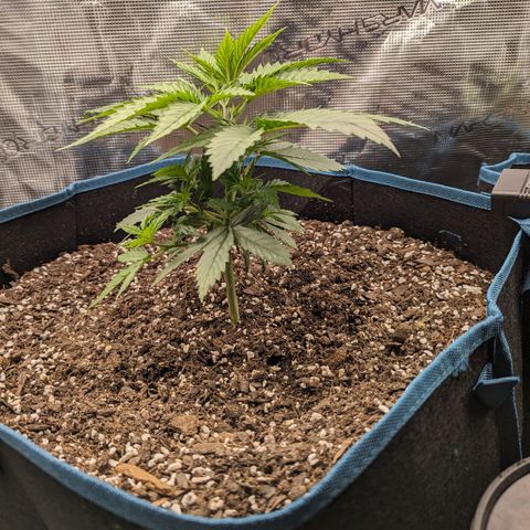 Grow-1-2023/2024-Indoor-Winter growlog photo: Left plant is 8½"
Right plant is 7"