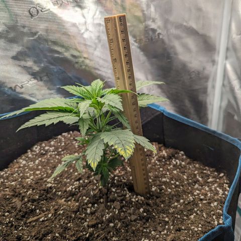 Grow-1-2023/2024-Indoor-Winter growlog photo: 9.75" & 9.00"