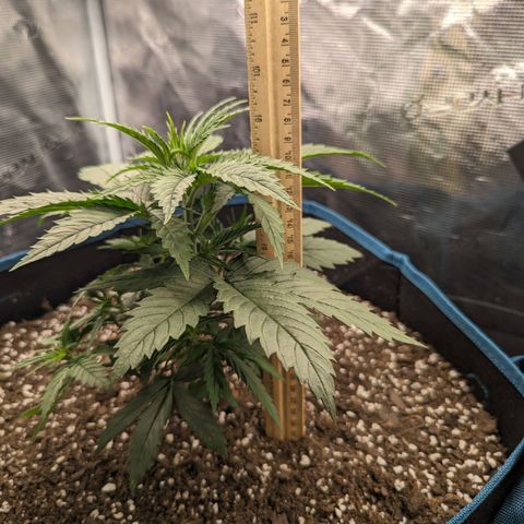 Grow-1-2023/2024-Indoor-Winter growlog photo: 9.75" & 9.00"