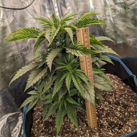 Grow-1-2023/2024-Indoor-Winter growlog photo: 14"