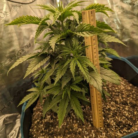 Grow-1-2023/2024-Indoor-Winter growlog photo: 14"