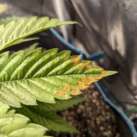 Grow-1-2023/2024-Indoor-Winter growlog timeline photo