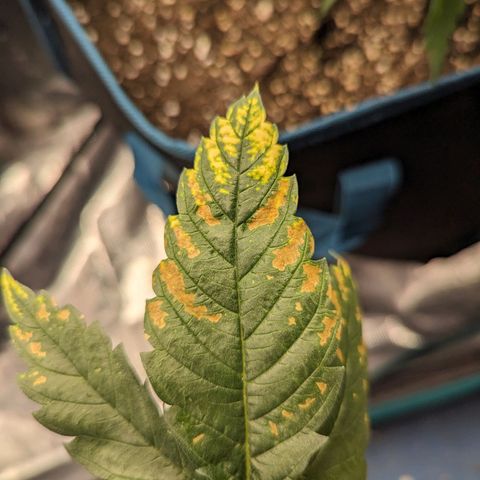 Grow-1-2023/2024-Indoor-Winter growlog timeline photo