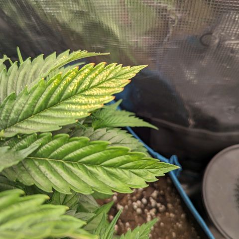 Grow-1-2023/2024-Indoor-Winter growlog timeline photo
