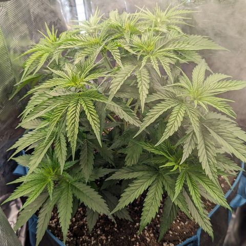 Grow-1-2023/2024-Indoor-Winter growlog photo: After topping