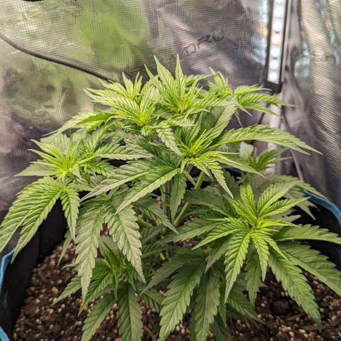 Grow-1-2023/2024-Indoor-Winter growlog photo: After topping