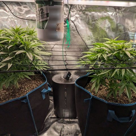 Grow-1-2023/2024-Indoor-Winter growlog timeline photo