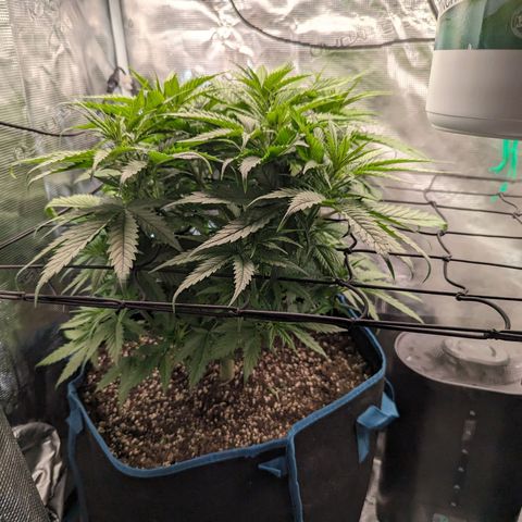 Grow-1-2023/2024-Indoor-Winter growlog timeline photo