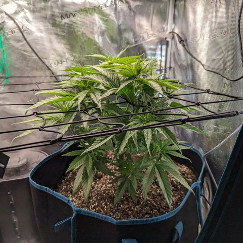 Grow-1-2023/2024-Indoor-Winter growlog timeline photo