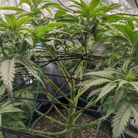 Grow-1-2023/2024-Indoor-Winter growlog photo: More LST