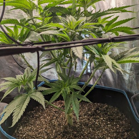Grow-1-2023/2024-Indoor-Winter growlog photo: More LST