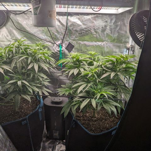 Grow-1-2023/2024-Indoor-Winter growlog timeline photo