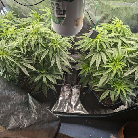 Grow-1-2023/2024-Indoor-Winter growlog timeline photo