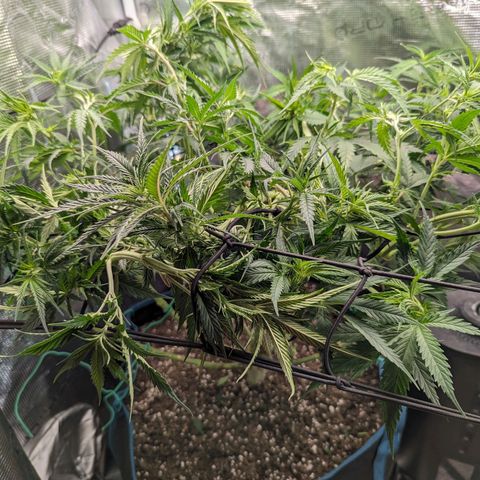 Grow-1-2023/2024-Indoor-Winter growlog photo: Extreme canopy clearing trim, followed by LST to flatten the canopy.