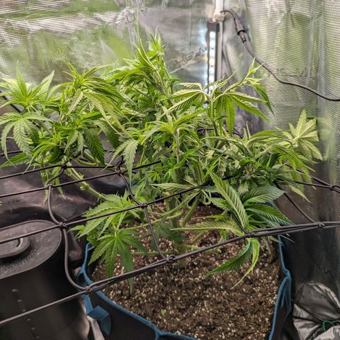 Grow-1-2023/2024-Indoor-Winter growlog photo: Extreme canopy clearing trim, followed by LST to flatten the canopy.