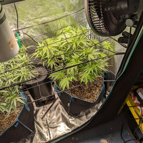 Grow-1-2023/2024-Indoor-Winter growlog timeline photo