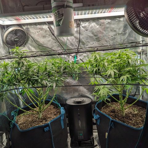 Grow-1-2023/2024-Indoor-Winter growlog timeline photo