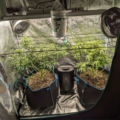 Grow-1-2023/2024-Indoor-Winter growlog timeline photo