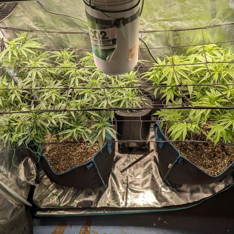Grow-1-2023/2024-Indoor-Winter growlog timeline photo