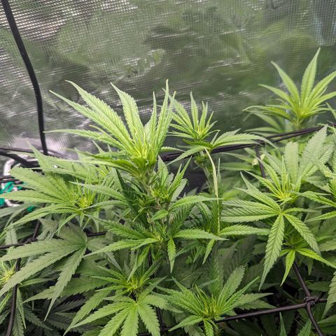 Grow-1-2023/2024-Indoor-Winter growlog photo: Different leaf color and leaf texture of same cultivar, Skywalker OG.