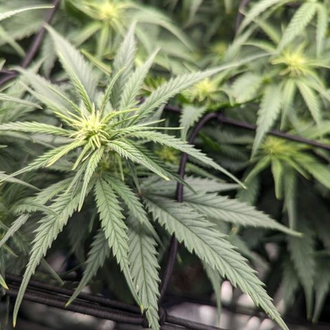 Grow-1-2023/2024-Indoor-Winter growlog photo: Different leaf color and leaf texture of same cultivar, Skywalker OG.