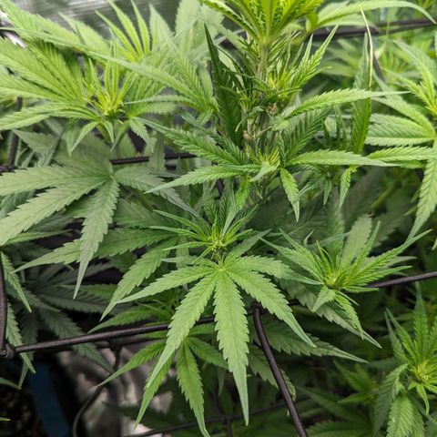 Grow-1-2023/2024-Indoor-Winter growlog photo: Different leaf color and leaf texture of same cultivar, Skywalker OG.