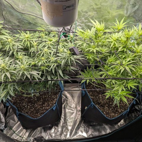 Grow-1-2023/2024-Indoor-Winter growlog photo: Different leaf color and leaf texture of same cultivar, Skywalker OG.