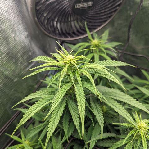 Grow-1-2023/2024-Indoor-Winter growlog photo: Different leaf color and leaf texture of same cultivar, Skywalker OG.