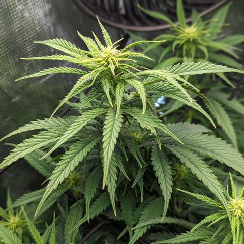 Grow-1-2023/2024-Indoor-Winter growlog photo: Flower development 