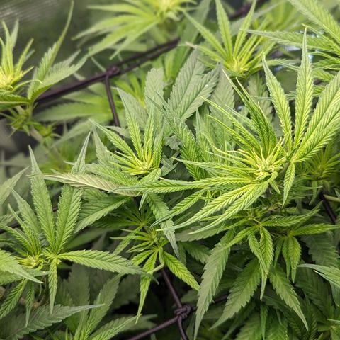 Grow-1-2023/2024-Indoor-Winter growlog photo: Flower development 