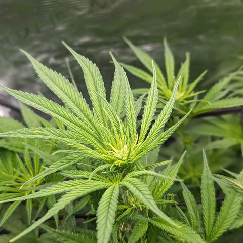Grow-1-2023/2024-Indoor-Winter growlog photo: Flower development 