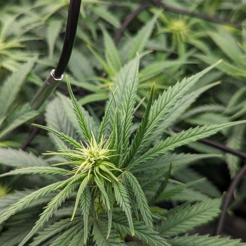 Grow-1-2023/2024-Indoor-Winter growlog photo: Flower development 
