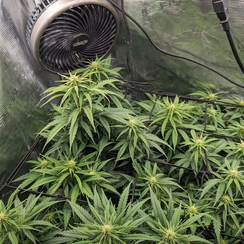 Grow-1-2023/2024-Indoor-Winter growlog timeline photo