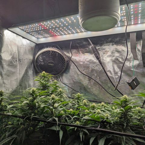 Grow-1-2023/2024-Indoor-Winter growlog timeline photo