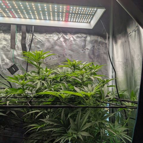 Grow-1-2023/2024-Indoor-Winter growlog timeline photo