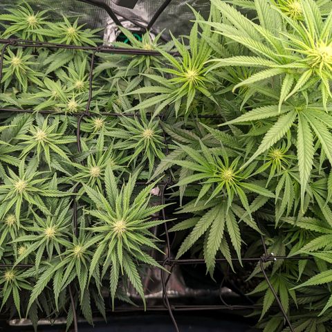 Grow-1-2023/2024-Indoor-Winter growlog timeline photo