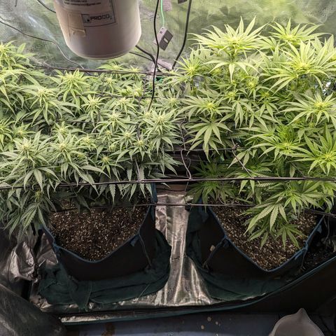 Grow-1-2023/2024-Indoor-Winter growlog timeline photo