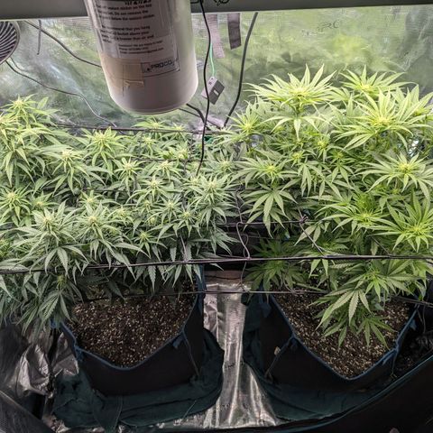 Grow-1-2023/2024-Indoor-Winter growlog timeline photo
