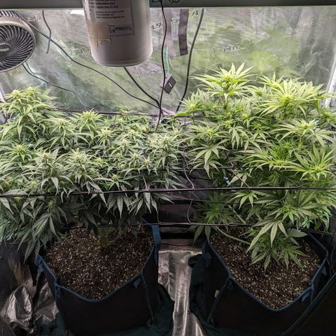 Grow-1-2023/2024-Indoor-Winter growlog timeline photo