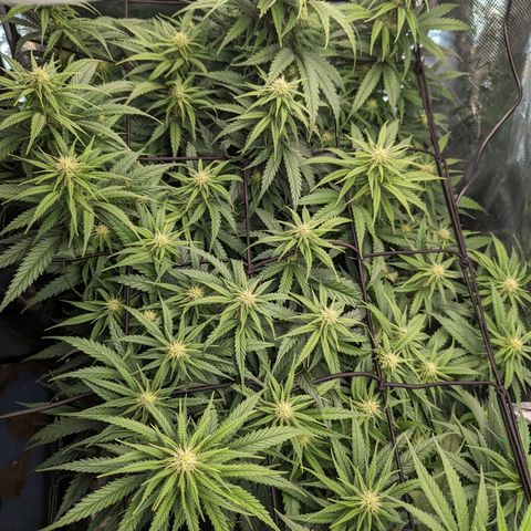 Grow-1-2023/2024-Indoor-Winter growlog timeline photo