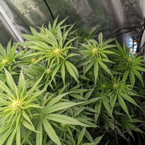 Grow-1-2023/2024-Indoor-Winter growlog timeline photo