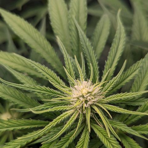 Grow-1-2023/2024-Indoor-Winter growlog photo: They are putting on weight. Very little water runoff.