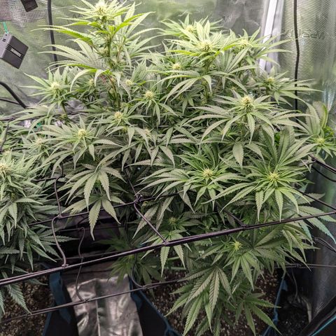 Grow-1-2023/2024-Indoor-Winter growlog photo: They are putting on weight. Very little water runoff.