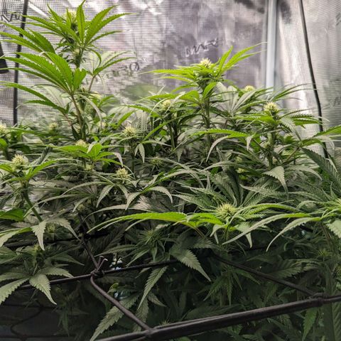 Grow-1-2023/2024-Indoor-Winter growlog photo: They are putting on weight. Very little water runoff.