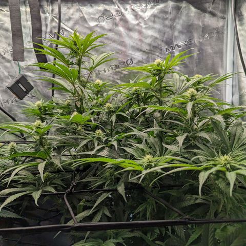 Grow-1-2023/2024-Indoor-Winter growlog photo: They are putting on weight. Very little water runoff.
