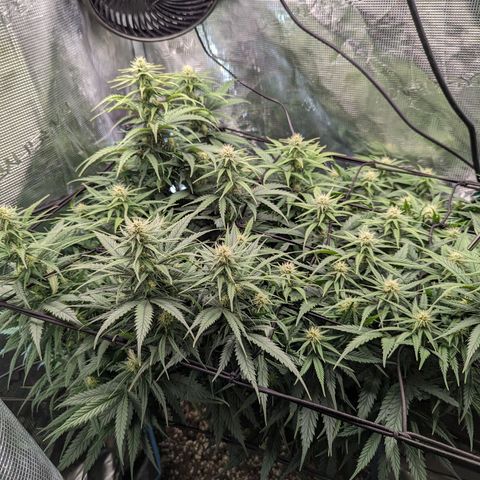 Grow-1-2023/2024-Indoor-Winter growlog photo: They are putting on weight. Very little water runoff.